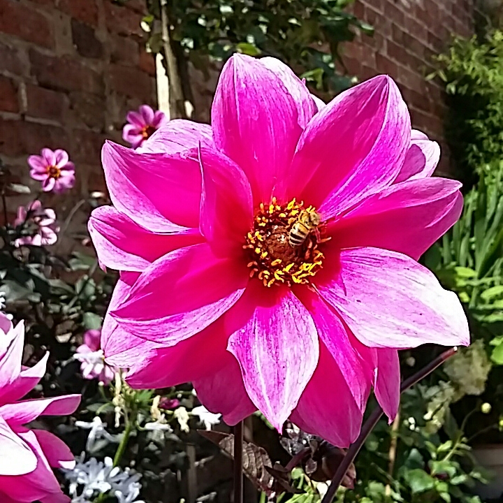 Dahlia Fascination in the GardenTags plant encyclopedia