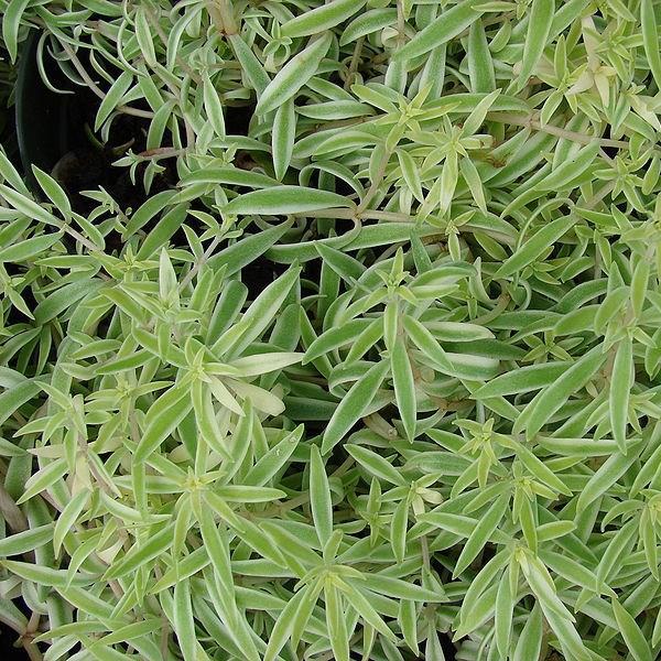 Needle Stonecrop in the GardenTags plant encyclopedia