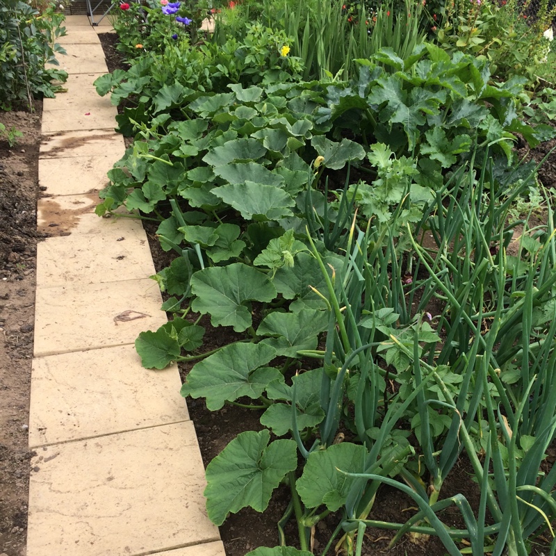 Pumpkin Squash Crown Prince in the GardenTags plant encyclopedia