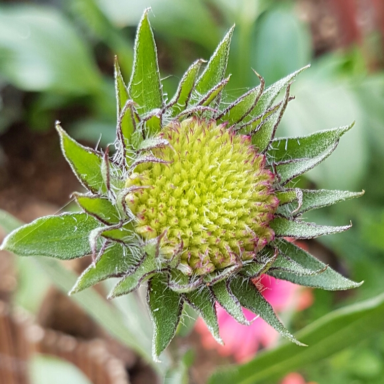 Blanket flower Giant Hybrids in the GardenTags plant encyclopedia