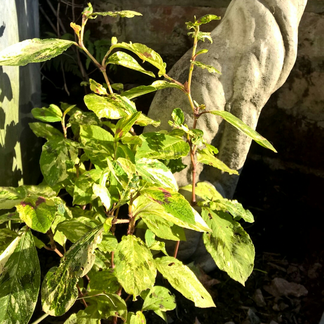 Persicaria neofiliformis in the GardenTags plant encyclopedia