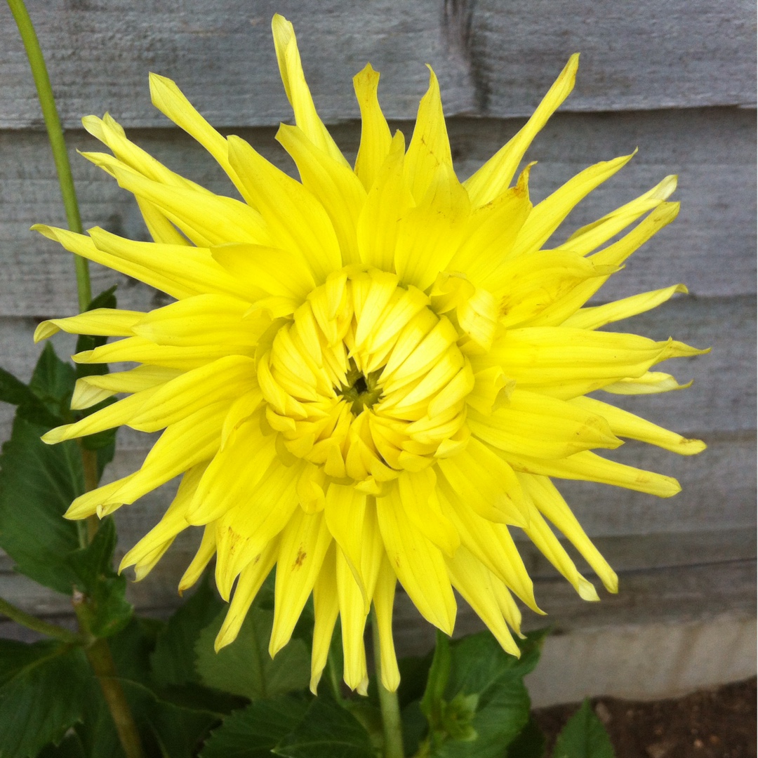 Dahlia Kennemerland in the GardenTags plant encyclopedia