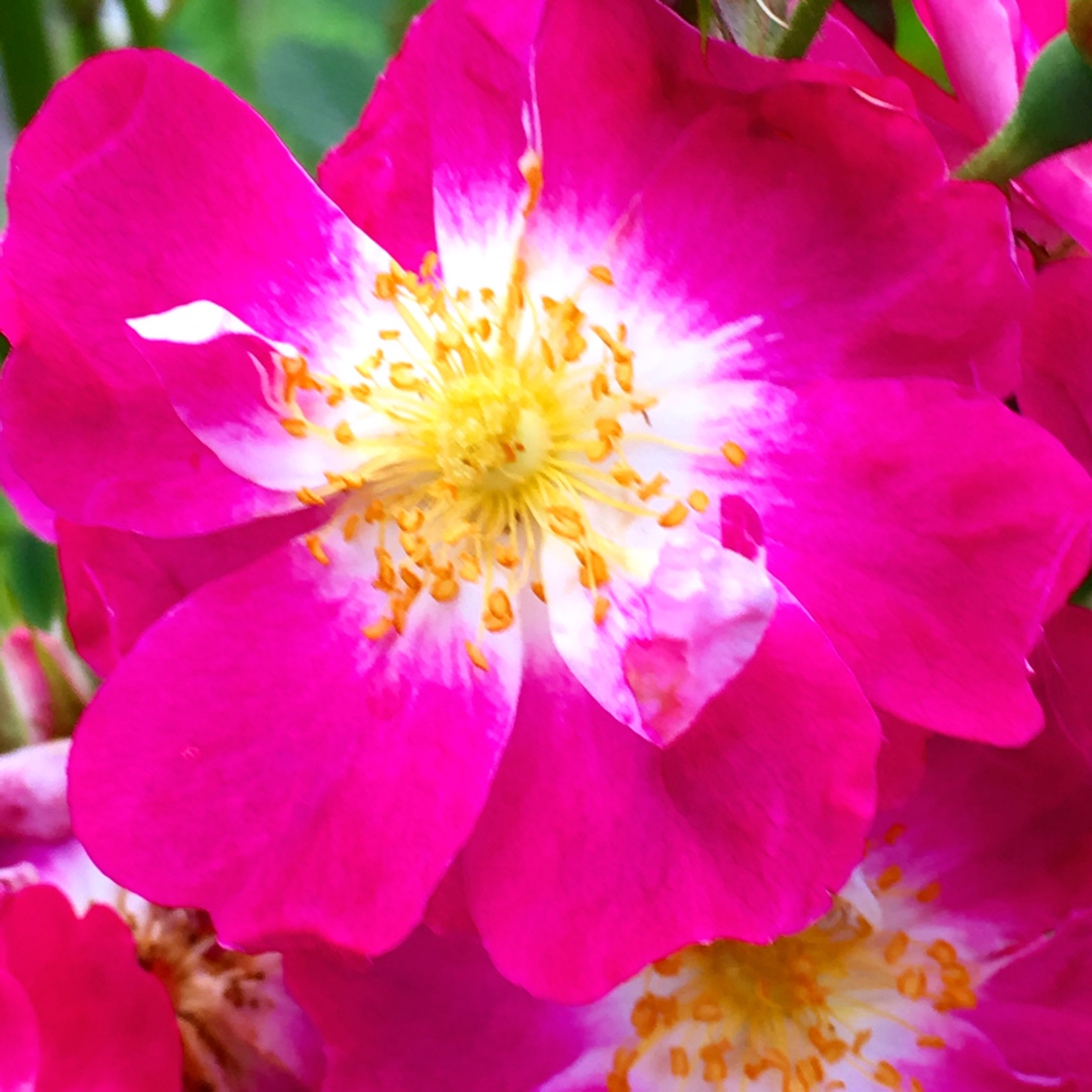 Rose Greetings in the GardenTags plant encyclopedia