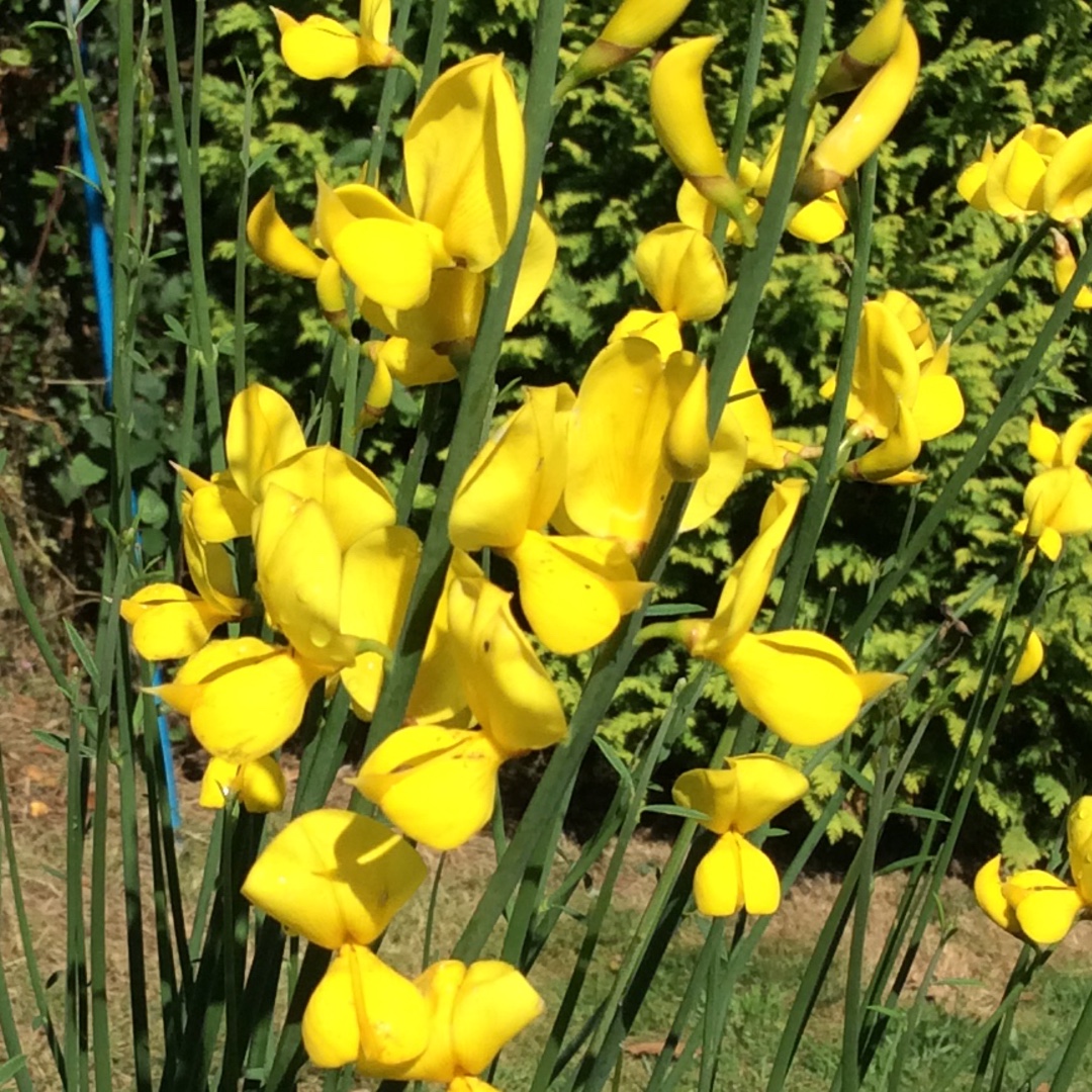 Broom in the GardenTags plant encyclopedia