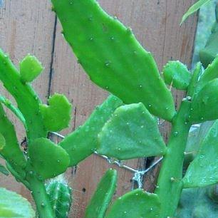 Argentina Cactus in the GardenTags plant encyclopedia