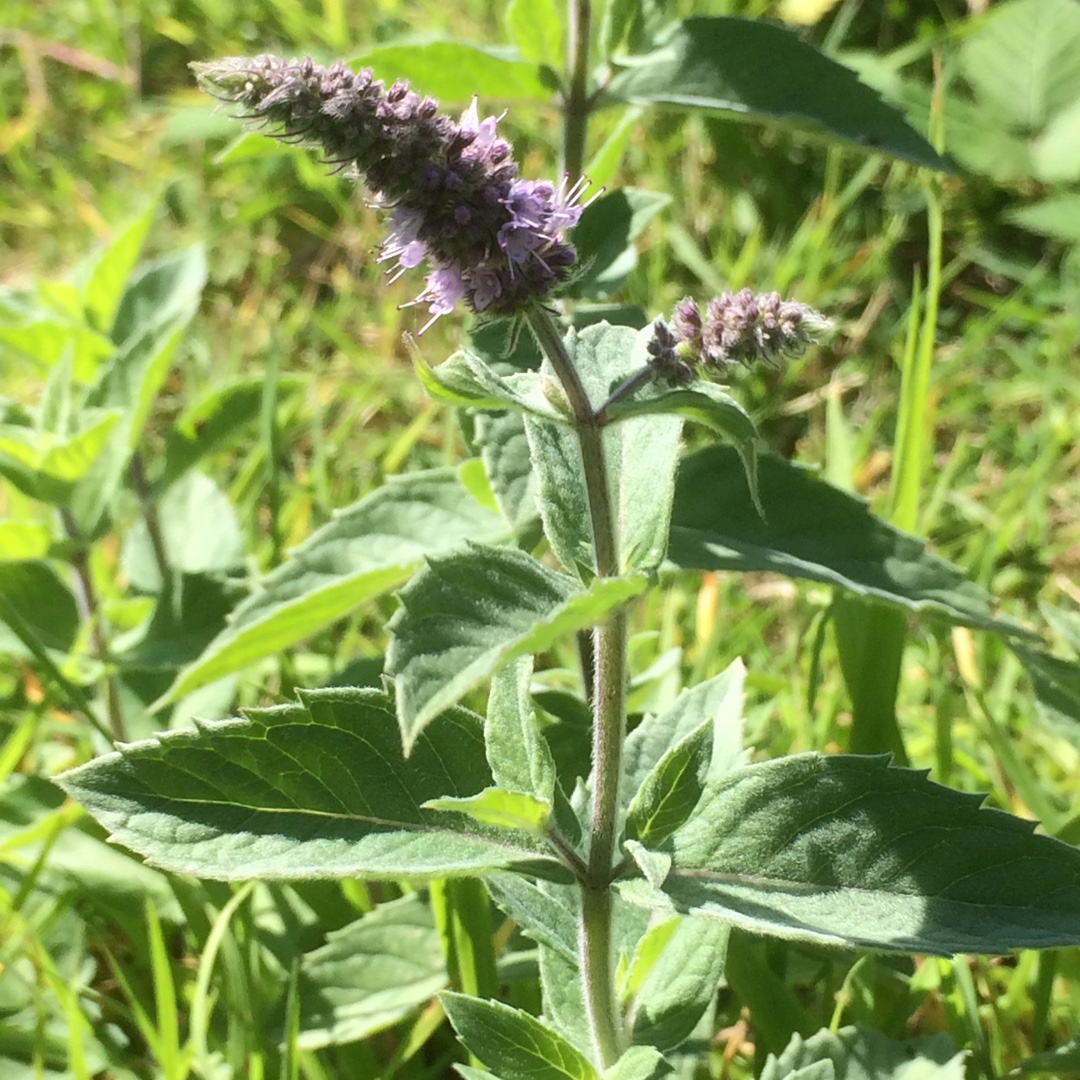 Mint Buddleia in the GardenTags plant encyclopedia