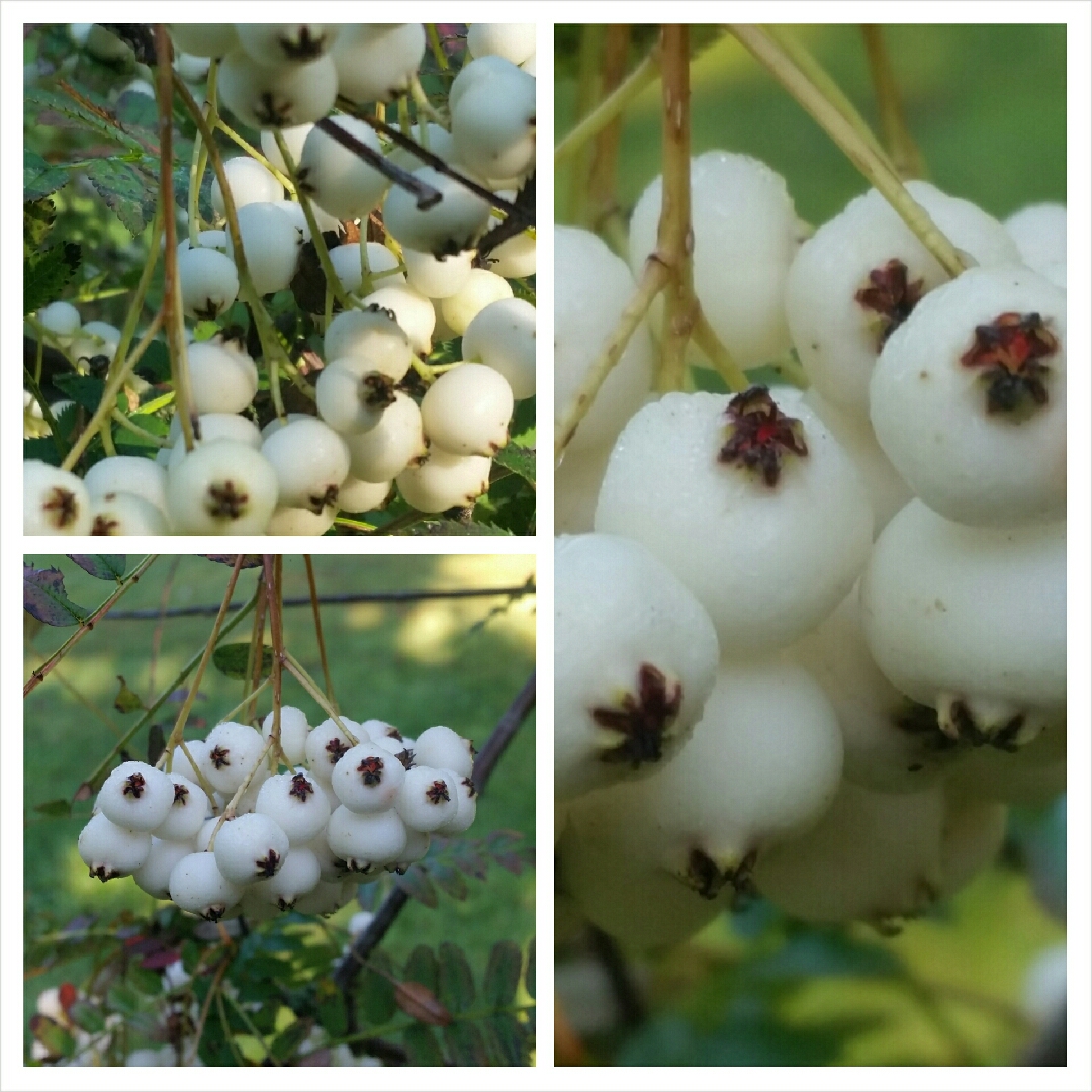 Koehne mountain ash in the GardenTags plant encyclopedia