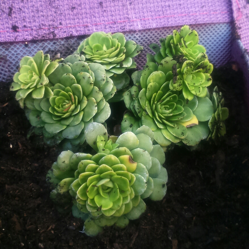 Variegated saxifrage in the GardenTags plant encyclopedia