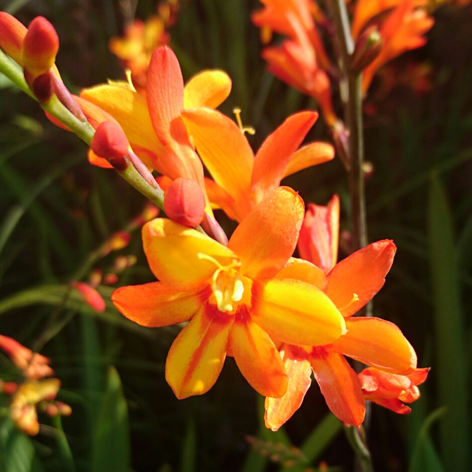 Montbretia Fire Jumper in the GardenTags plant encyclopedia