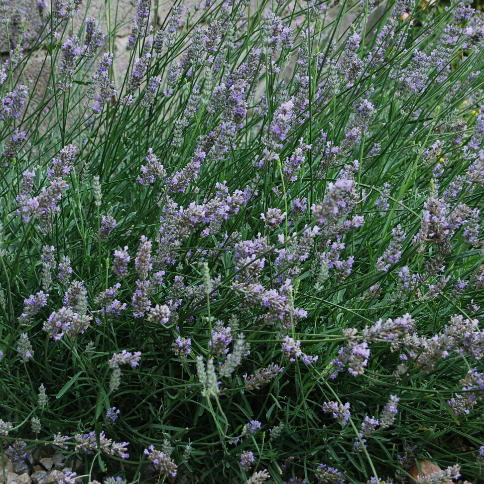 Lavender Dutch White in the GardenTags plant encyclopedia