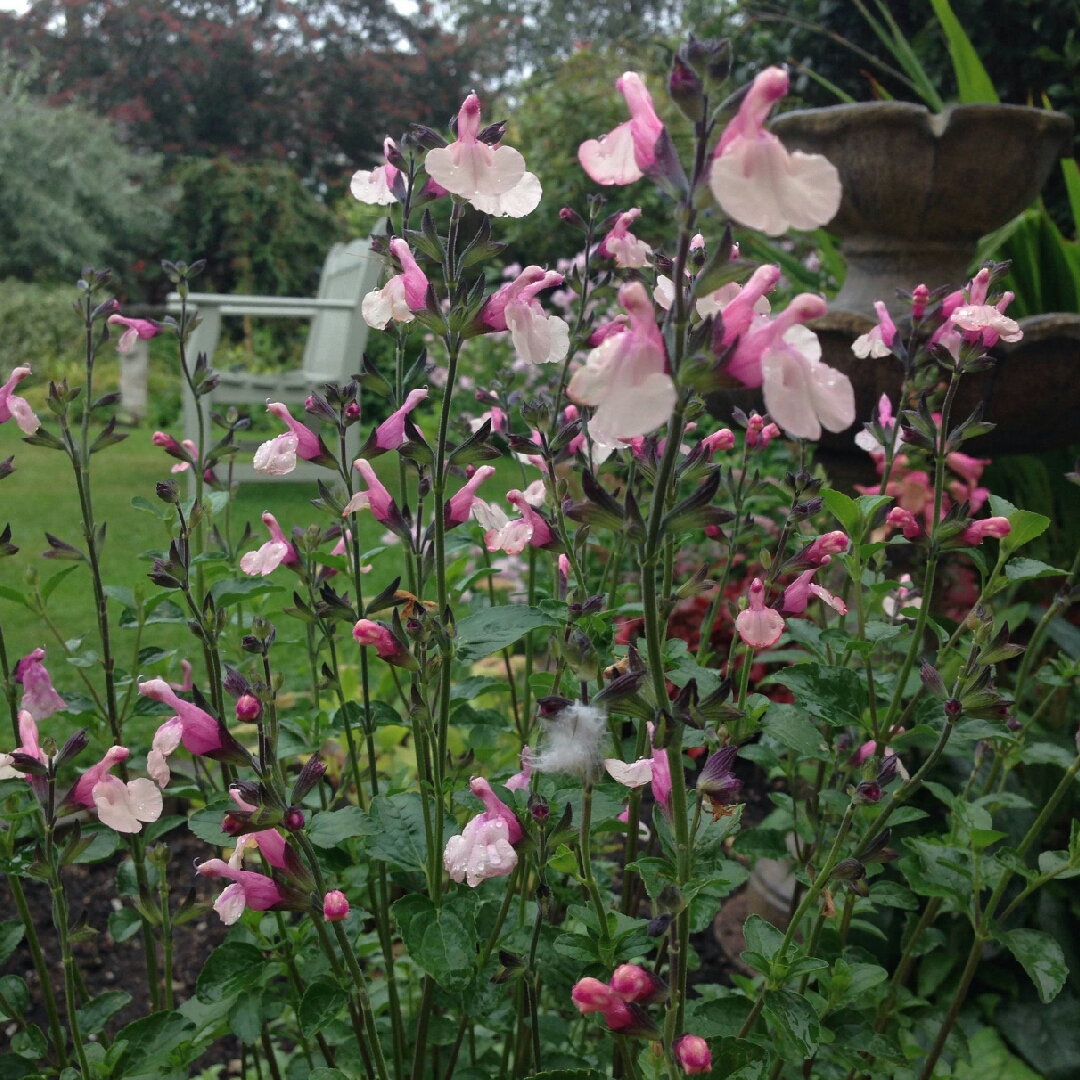 Salvia Suncrest Dancing Dolls in the GardenTags plant encyclopedia