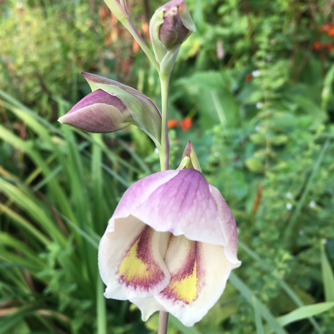 Gladioli (Species) Butterfly Gladiolus in the GardenTags plant encyclopedia