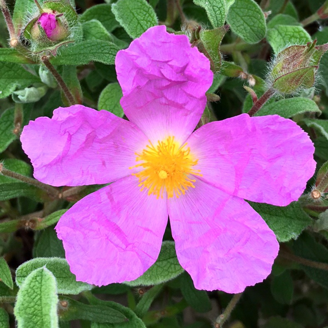 Pink Rock Rose in the GardenTags plant encyclopedia