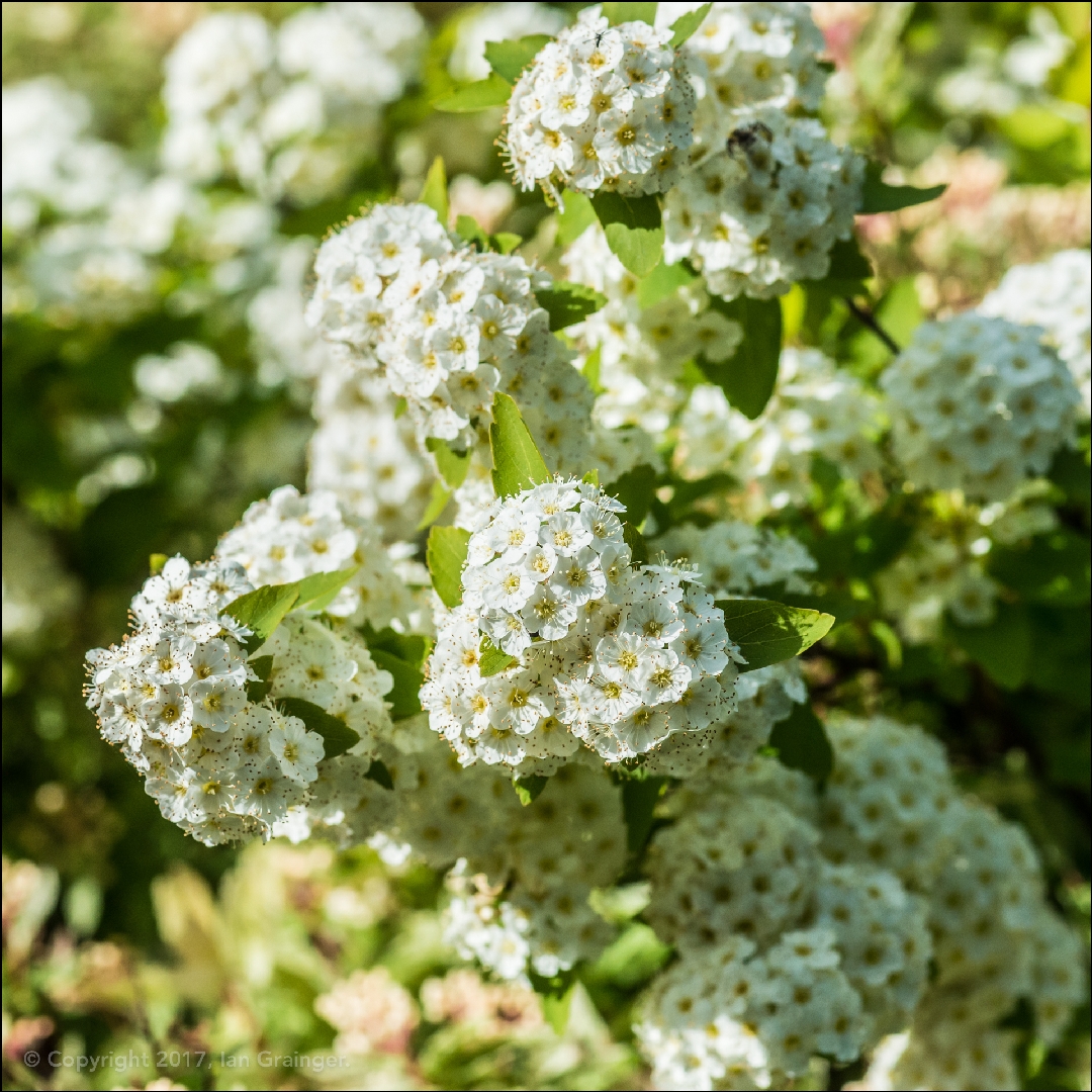 Spiraea Vanhouttei in the GardenTags plant encyclopedia