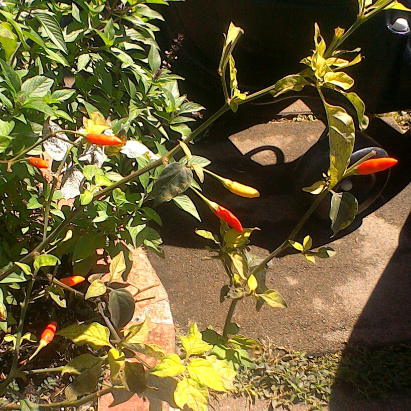 Chilli Pepper Tabasco in the GardenTags plant encyclopedia