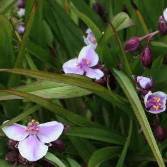 Spiderwort Bilberry Ice in the GardenTags plant encyclopedia