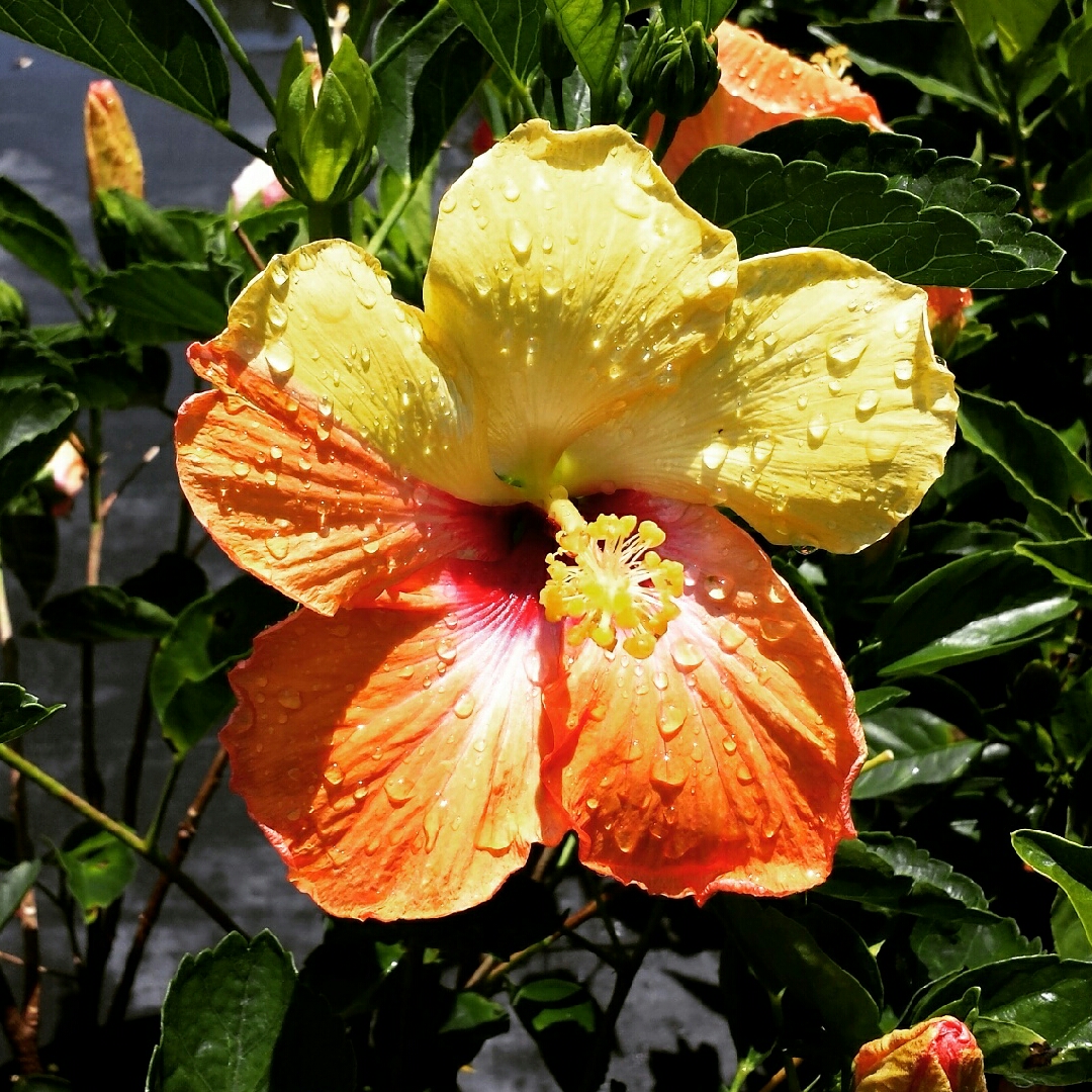 Hibiscus Orange Pride in the GardenTags plant encyclopedia