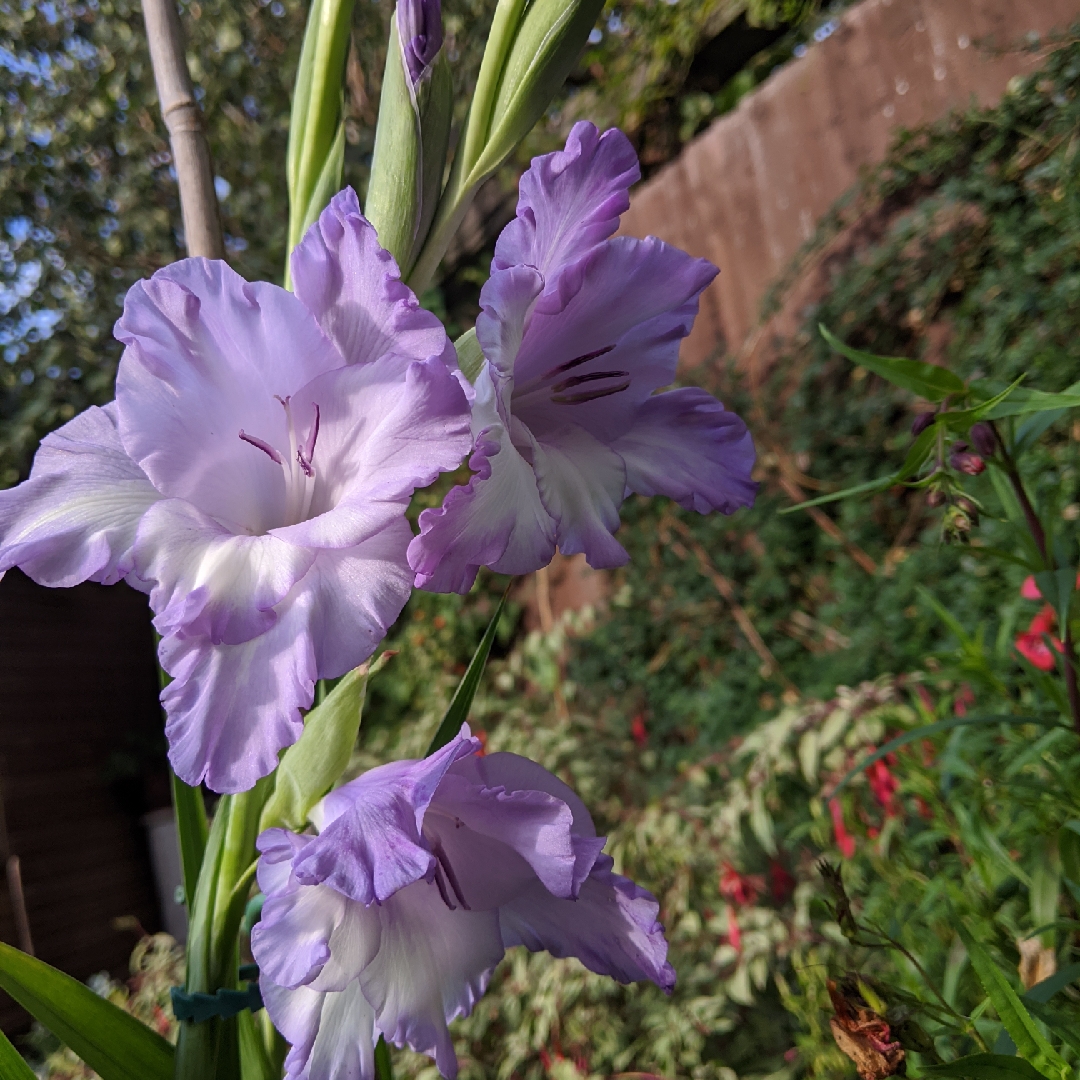 Gladioli Blue Ice  in the GardenTags plant encyclopedia