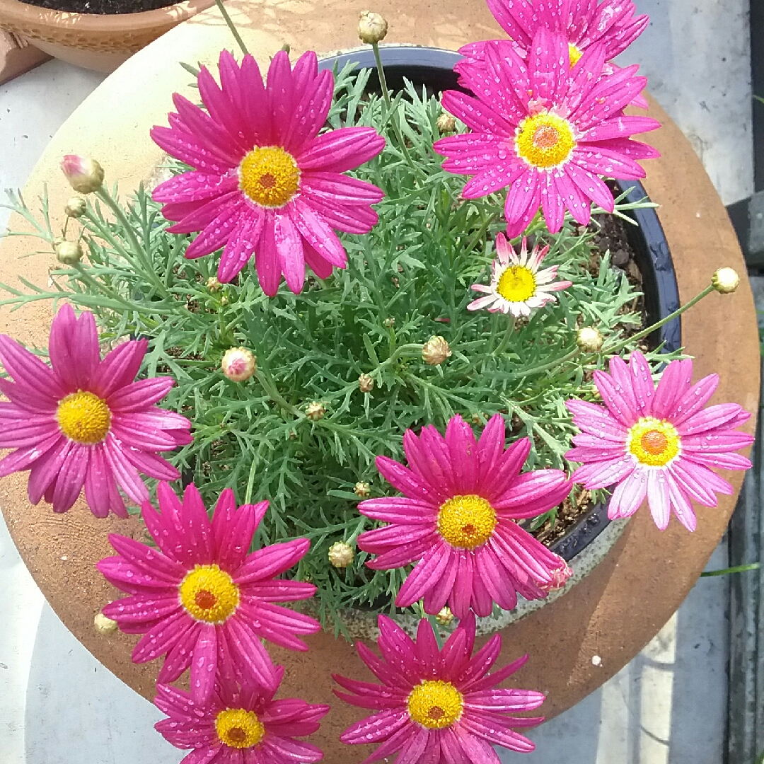 Federation Daisy Superior Purple in the GardenTags plant encyclopedia