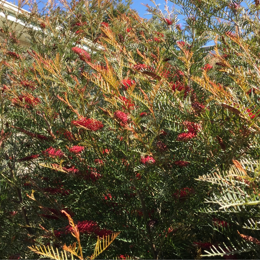 Grevillea Red Hooks in the GardenTags plant encyclopedia