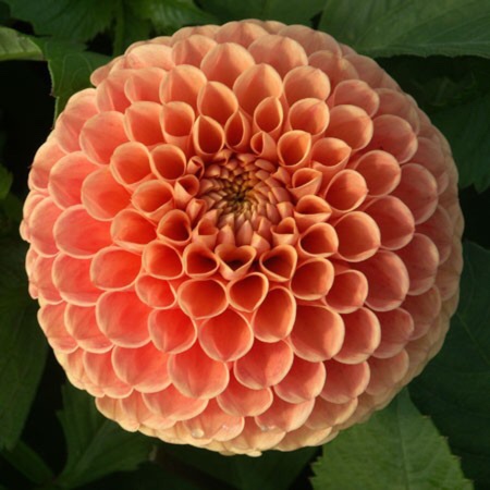 Dahlia Amberglow (Ball) in the GardenTags plant encyclopedia