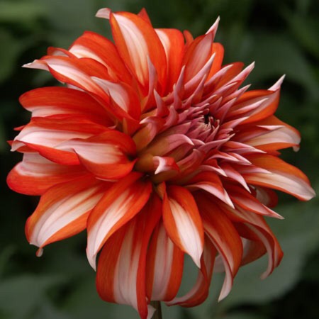 Dahlia Santa Claus in the GardenTags plant encyclopedia