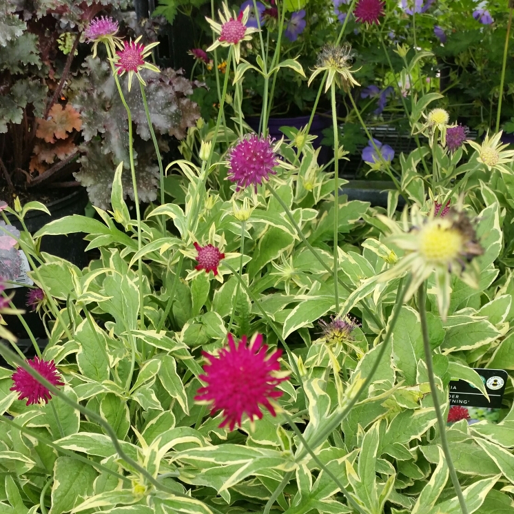 Macedonian Scabious Thunder and Lightning in the GardenTags plant encyclopedia