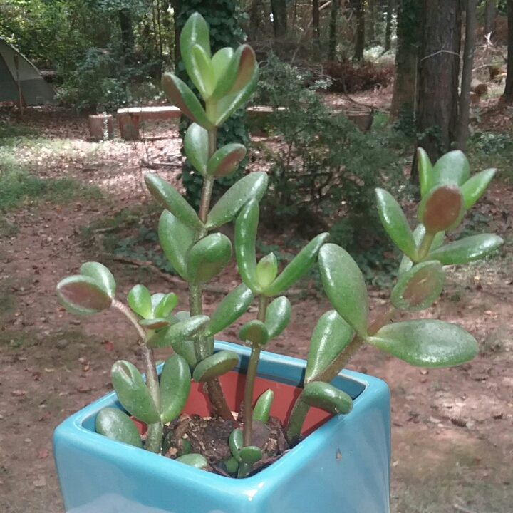 Jade- Red Tipped Bonsai in the GardenTags plant encyclopedia