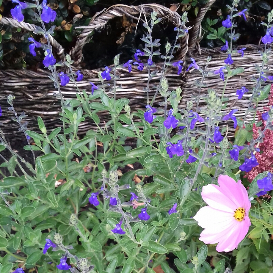 Salvia Blue Note in the GardenTags plant encyclopedia