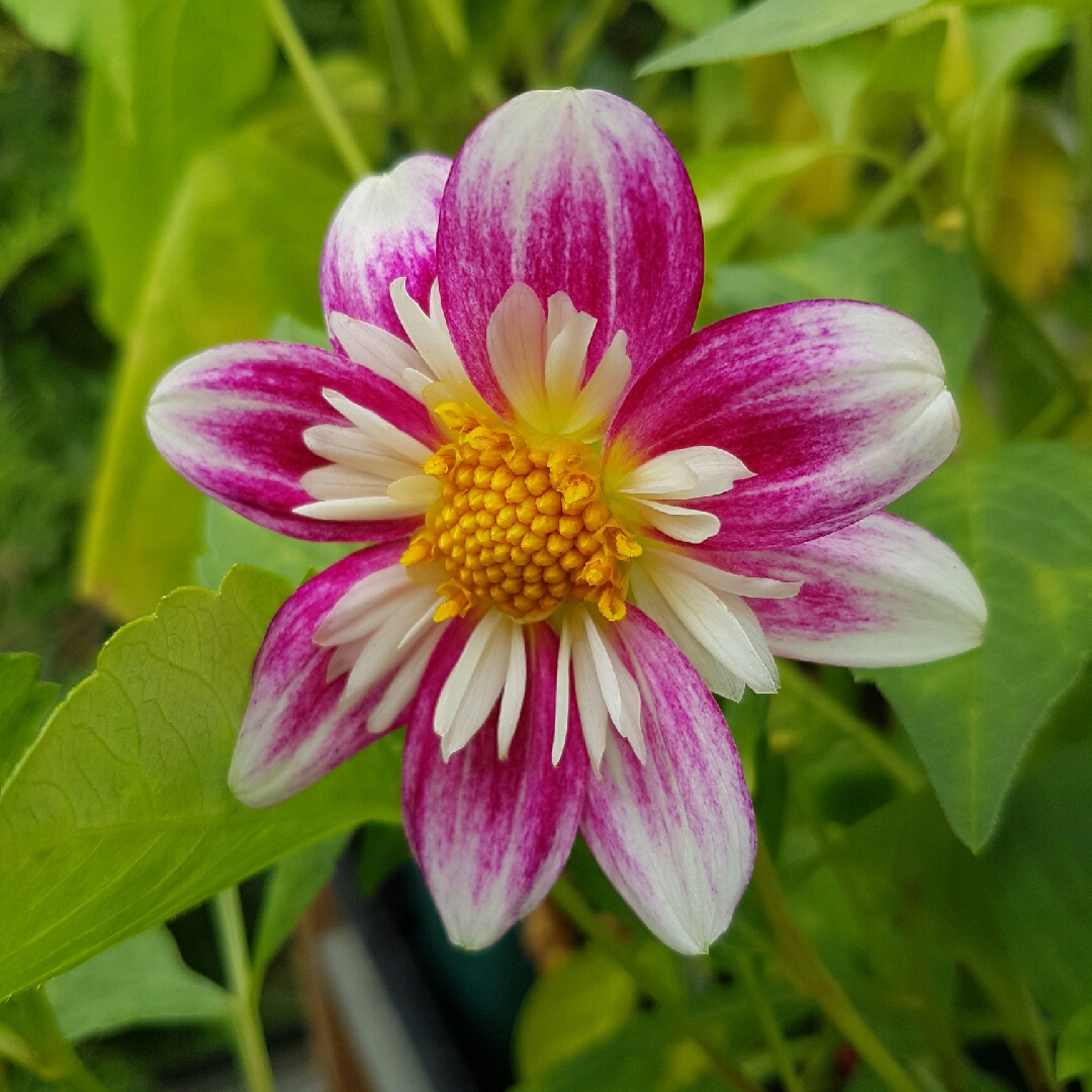 Dahlia Mariposa in the GardenTags plant encyclopedia