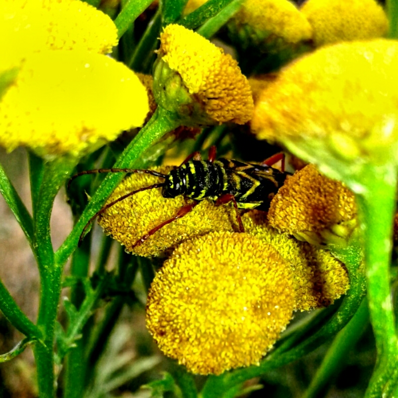 Tansy in the GardenTags plant encyclopedia