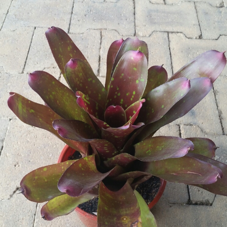 Neoregelia Happy Birthday in the GardenTags plant encyclopedia