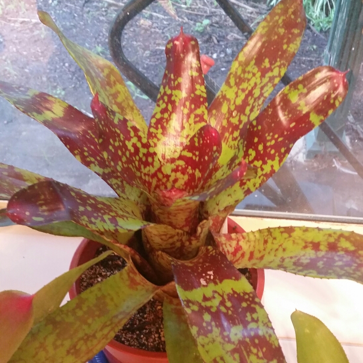 Neoregelia Gold Fever in the GardenTags plant encyclopedia