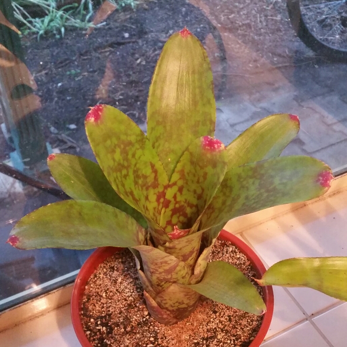 Neoregelia Correia-araujo in the GardenTags plant encyclopedia