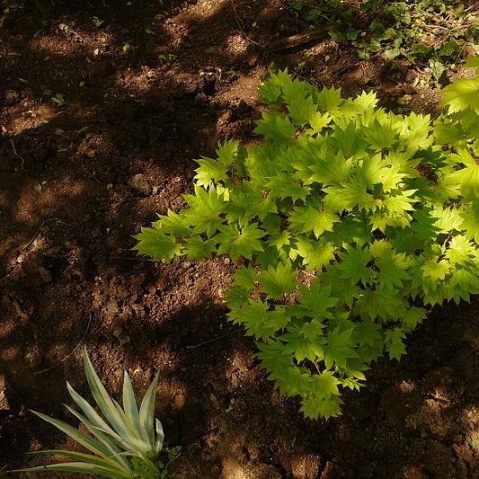 Full Moon Maple in the GardenTags plant encyclopedia