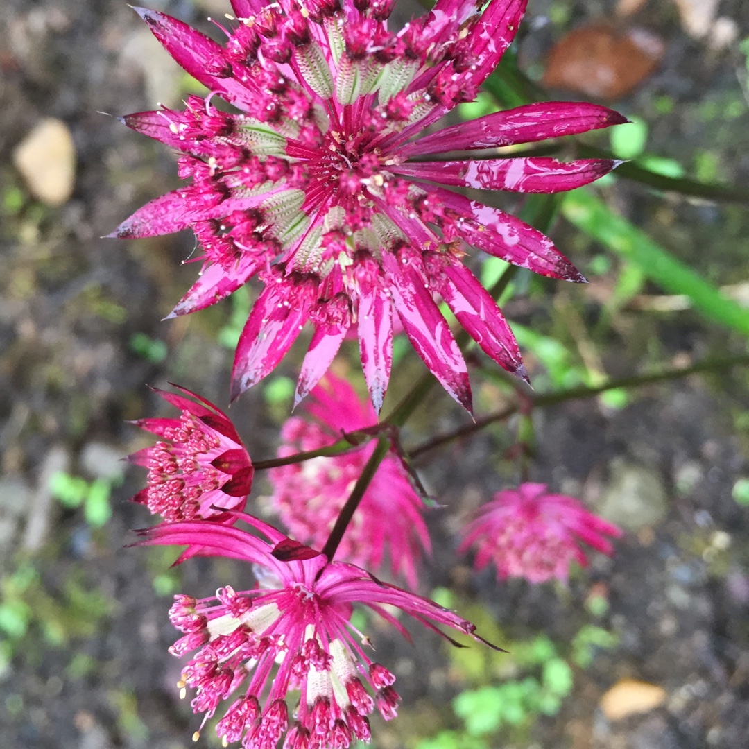 Masterwort Ruby Star in the GardenTags plant encyclopedia