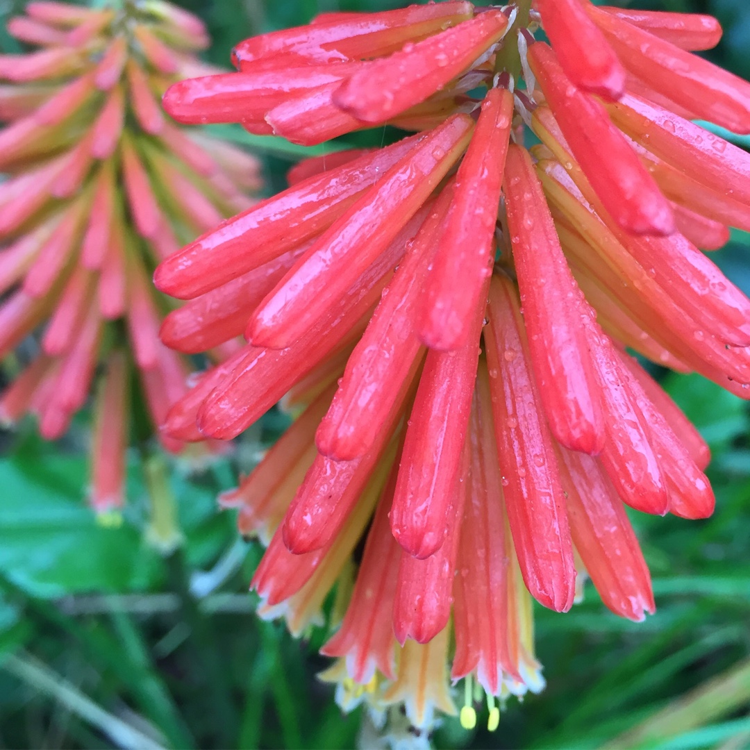 Red Hot Poker Papaya Popsicle in the GardenTags plant encyclopedia