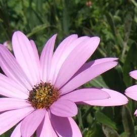 African Daisy Jucundum in the GardenTags plant encyclopedia