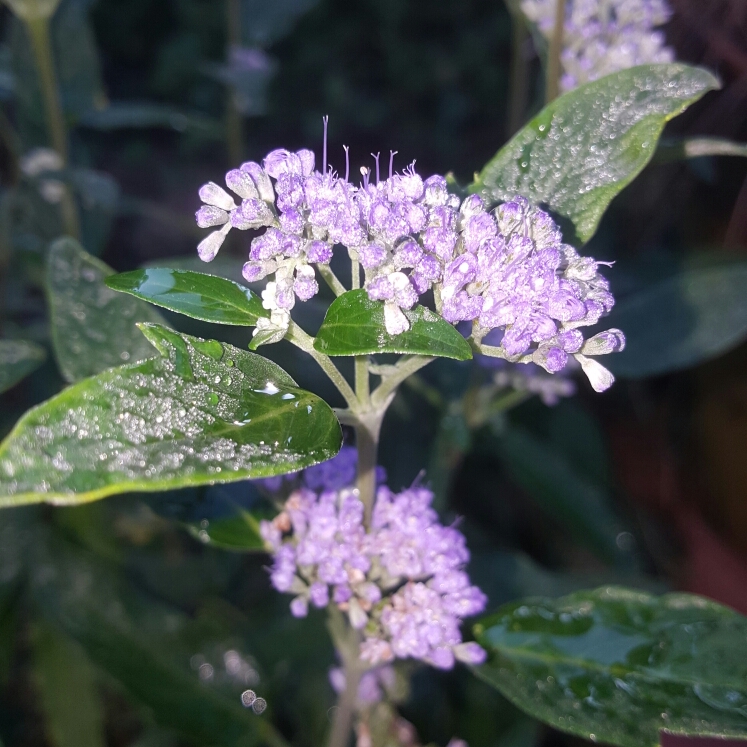 Bluebeard Dark Knight in the GardenTags plant encyclopedia