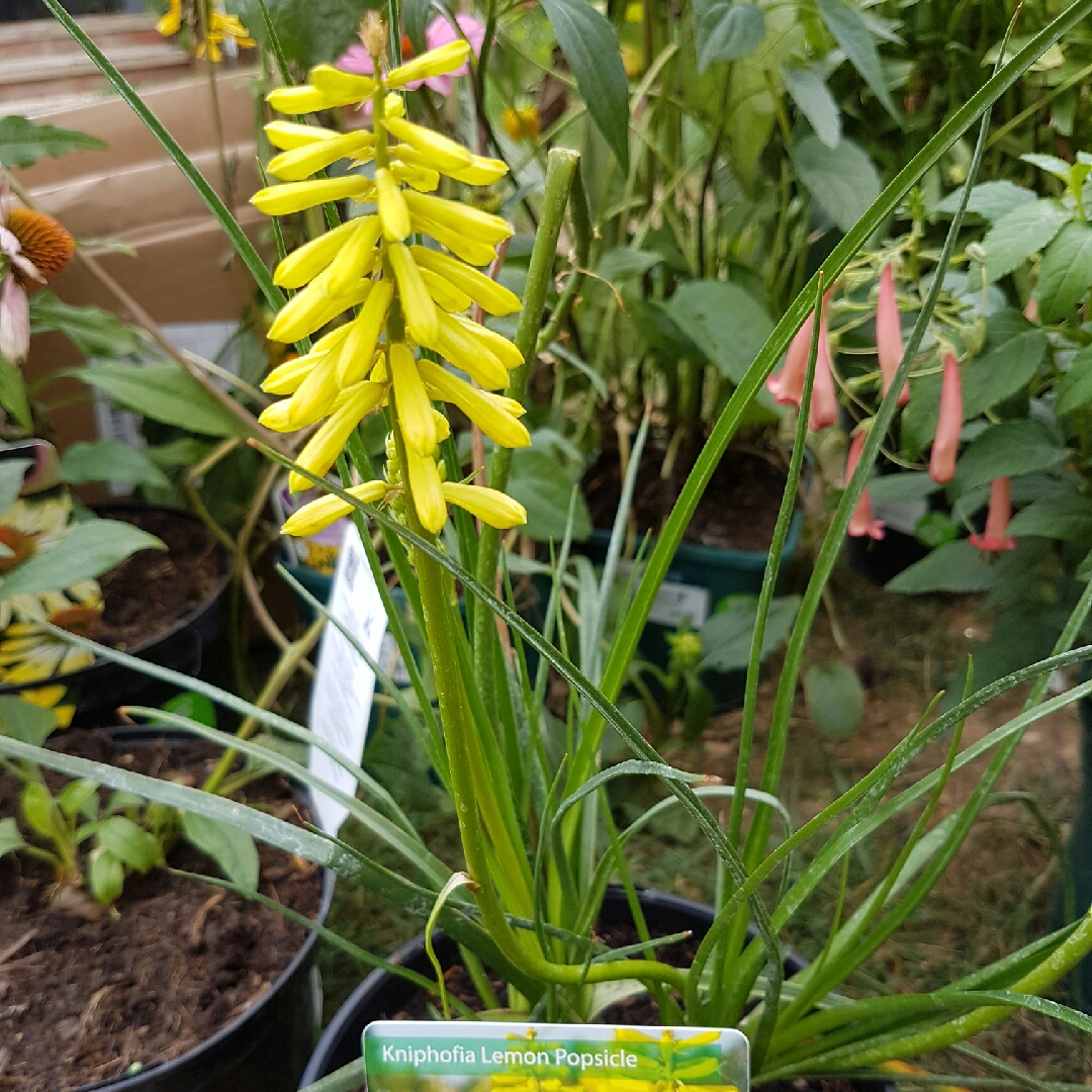 Red Hot Poker Lemon Popsicle in the GardenTags plant encyclopedia