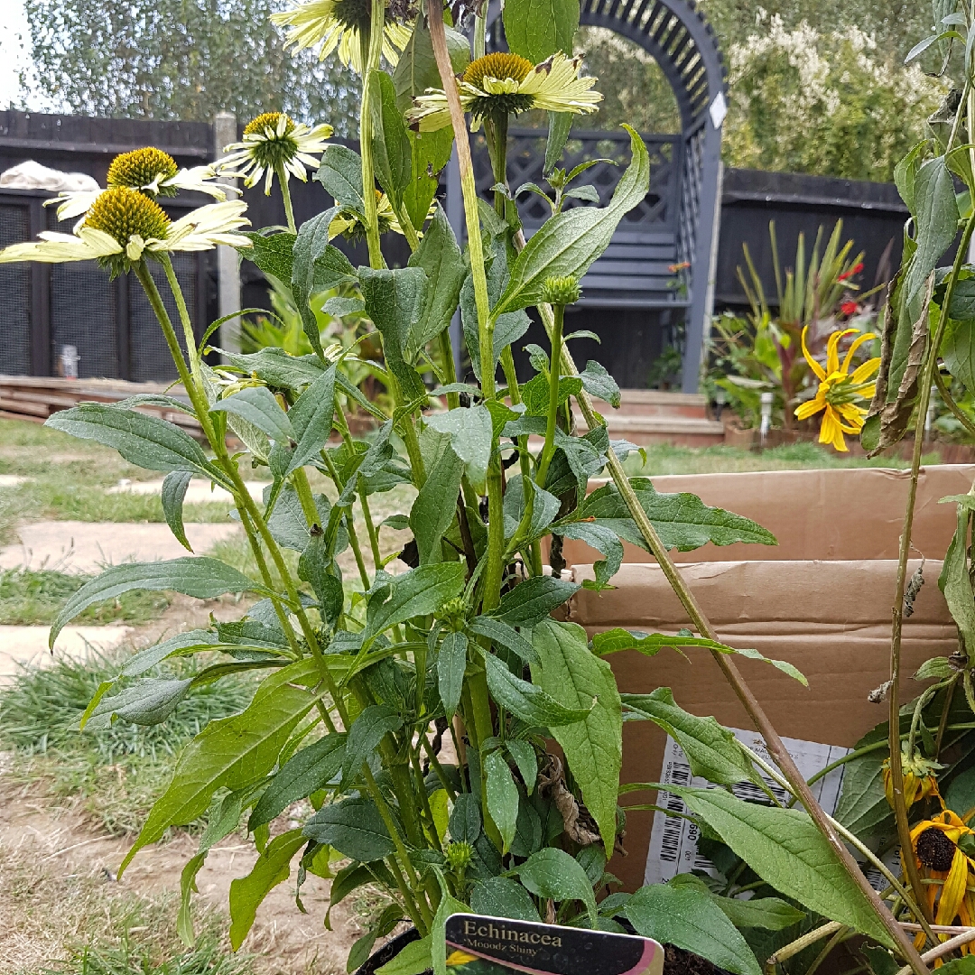 Coneflower Mooodz Shiny in the GardenTags plant encyclopedia