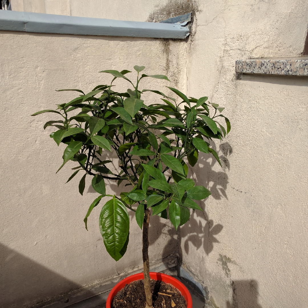 Orangenbaum in the GardenTags plant encyclopedia