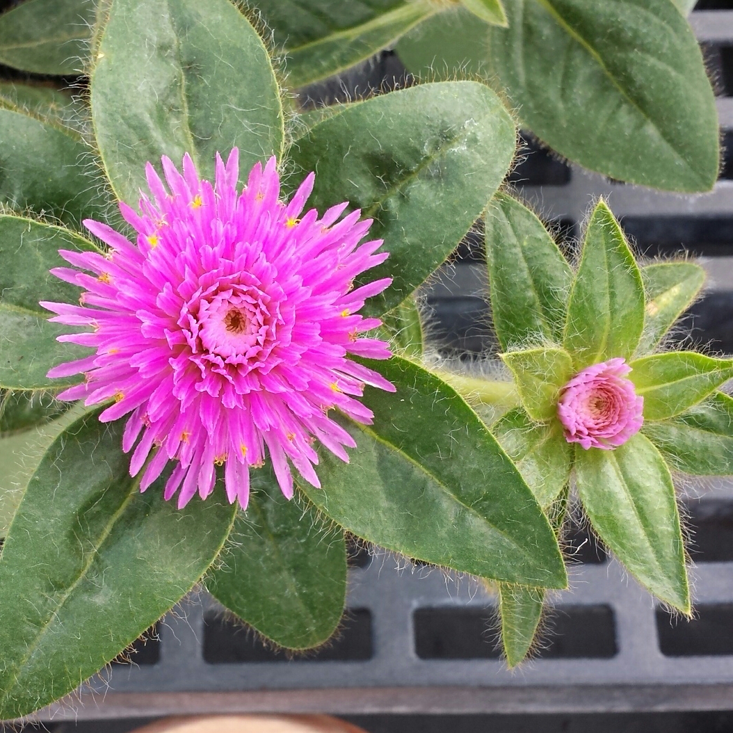 Globe Amaranth Pink Zazzle in the GardenTags plant encyclopedia