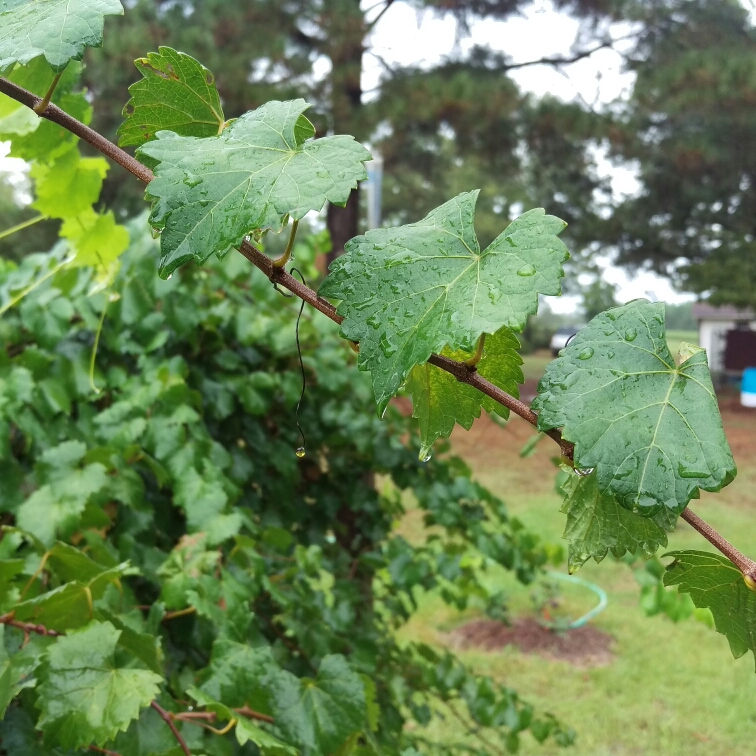 Muscadine Grape in the GardenTags plant encyclopedia