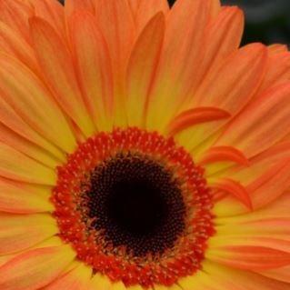 Gerbera Daisy Princeton in the GardenTags plant encyclopedia