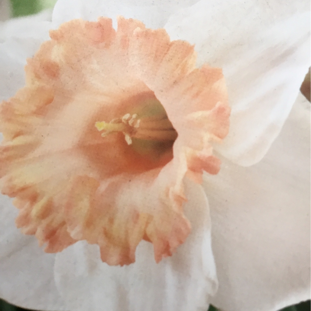 Daffodil Salome (Large-cupped) in the GardenTags plant encyclopedia