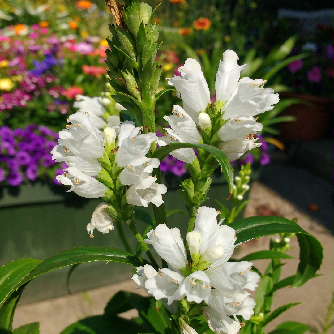 Obedient Plant Crystal Peak White in the GardenTags plant encyclopedia