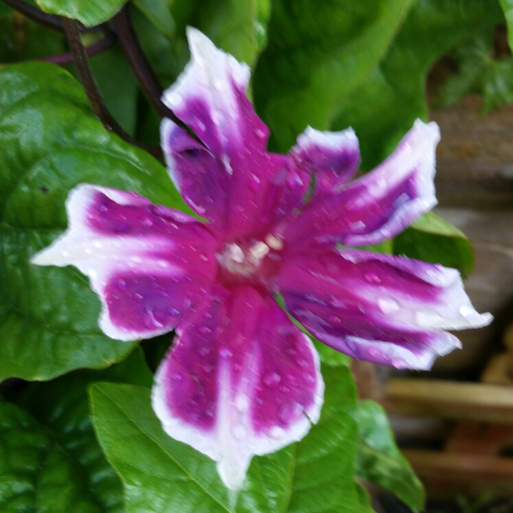 Morning Glory Hybrid in the GardenTags plant encyclopedia