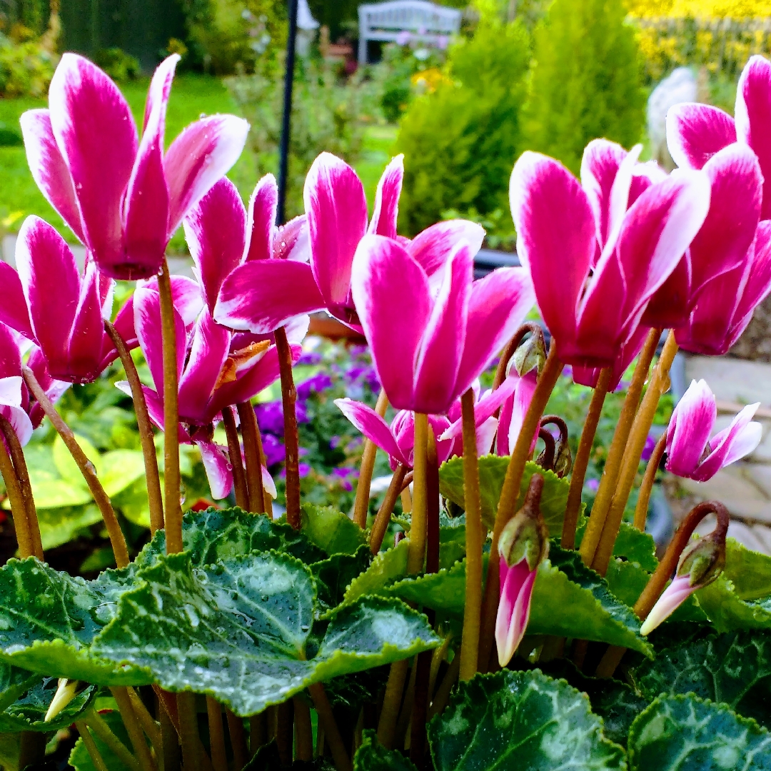 Florists Cyclamen Snowridge Mini Berrylicious in the GardenTags plant encyclopedia