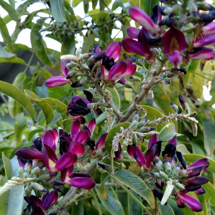 Evergreen Wisteria in the GardenTags plant encyclopedia